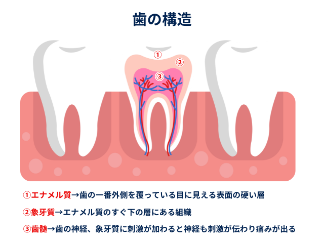 歯の構造